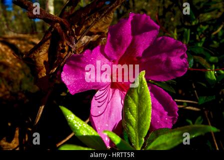 Macro of a red azalea flower blooming in early Spring. Stock Photo