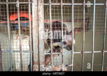 A cream-coloured giant squirrel (Ratufa affinis) inside cage. Stock Photo