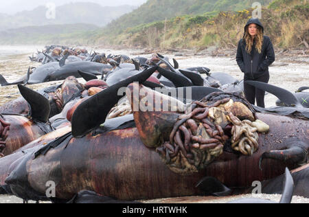 200 dead Long Fin Pilot whales stranded on the beach at Farewell Spit,South Island,New Zealand.After death,pressure builds and they can 'explode'. Stock Photo