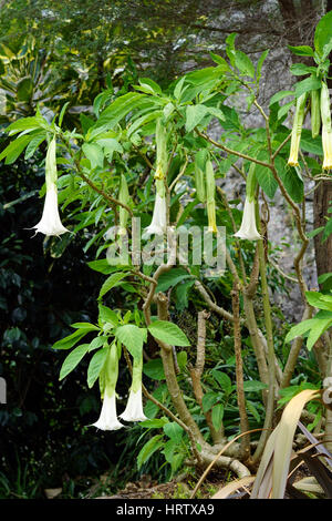 Angel's trumpet (Brugmansia) flowering on a tree Stock Photo
