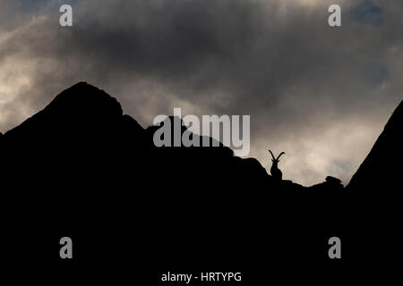 Alpine Ibex (Capra ibex) on mountain ridge, silhouette, Swiss Alps, Switzerland Stock Photo