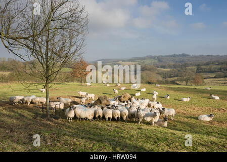 Sheep gather to feed around a hay feeder, Saintbury, the Cotswolds, Gloucestershire, England, United Kingdom Stock Photo