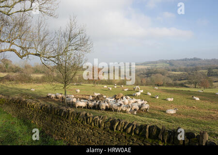 Sheep gather to feed around a hay feeder, Saintbury, the Cotswolds, Gloucestershire, England, United Kingdom Stock Photo