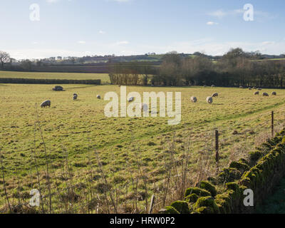 A view over grazing sheep and countryside in the village of Barford St. Michael, Oxfordshire, England, United Kingdom Stock Photo