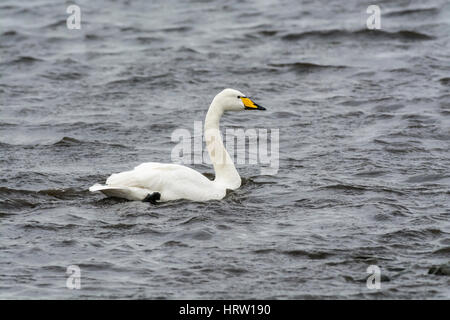 Whooper swan (Cygnus cygnus)