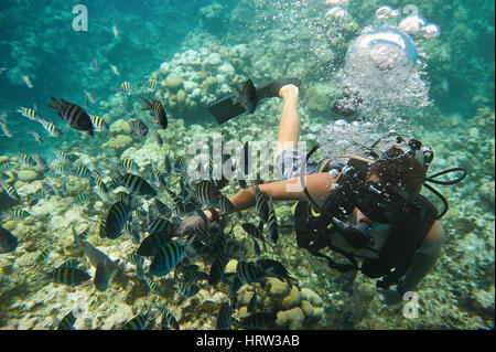 Diver man play with fish on blue clean caribbean water. Extreme scuba diving activity. One man diving in coral reef Stock Photo
