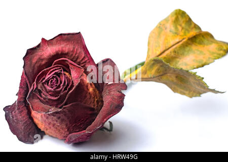 Wilted red rose over white isolated background Stock Photo