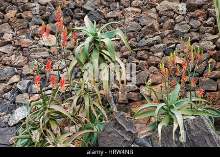 Aloe arborescens Stock Photo