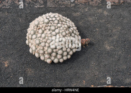 Mammillaria geminispina cluster Stock Photo