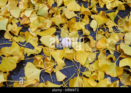 Ginkgo biloba leaves Stock Photo