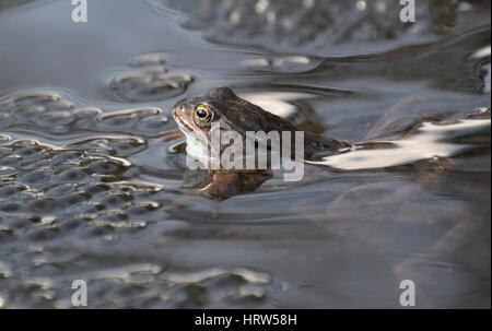 Common frogs in a garden pond, England Stock Photo