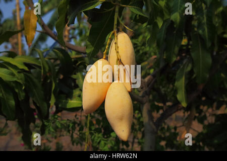 Yellow mango on the tree ready for eat. Stock Photo