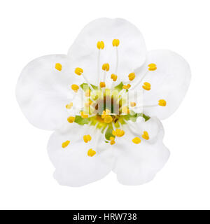 white flowers of plum blossom isolated on white, way in path Stock Photo