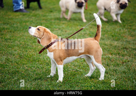 beagle puppy in breed dog standing sideways to the camera with men Stock Photo