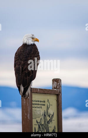 Bald eagle perched on an interpretive sign on the auto tour route in Lower Klamath National Wildlife Refuge on the Oregon-California border. Stock Photo
