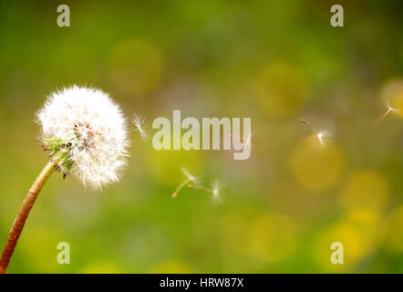 Dandelion seeds that fly in the wind Stock Photo