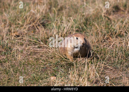 Black-tailed Prairie Dog (Cynomys ludovicianus), Theodore Roosevelt National Park, ND, USA Stock Photo
