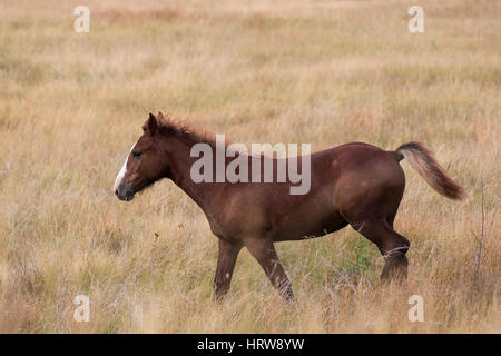 Wild Horse (Equus feral) colt running over grassland in Theodore Roosevelt National Park, ND, USA Stock Photo