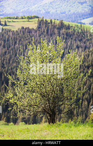 Lonely blossoming tree on a background of mountains Stock Photo