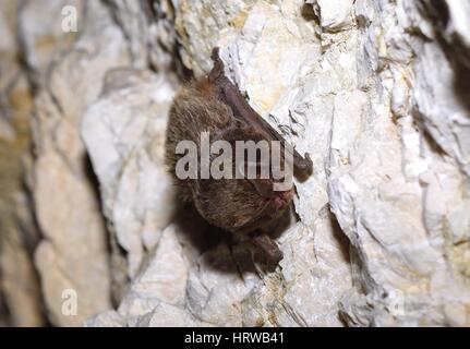 The barbastelle (Barbastella barbastellus) in cave Stock Photo