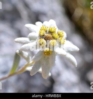 Edelweiss (Leontopodium alpinum) in natural habitat on mountain Stock Photo