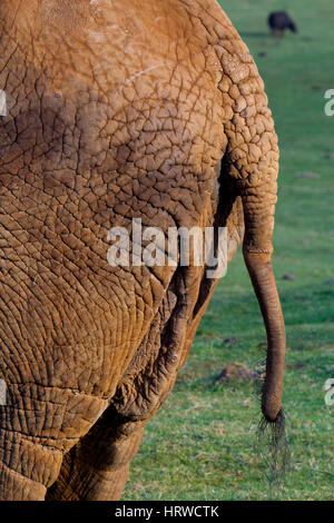 African Bush Elephant or African Savanna Elephant (Loxodonta africana) Stock Photo