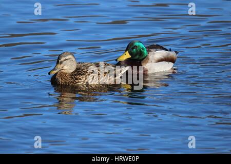A pair of mallard ducks swimming together on a lake Stock Photo