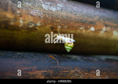 Green little cute snail on a nasty old bamboo after rain Stock Photo