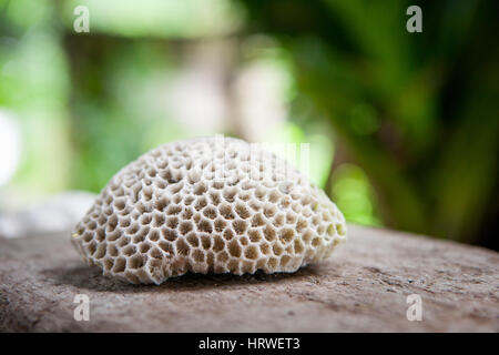 White natural coral interior on wooden surface and beautiful way to decorate a room Stock Photo