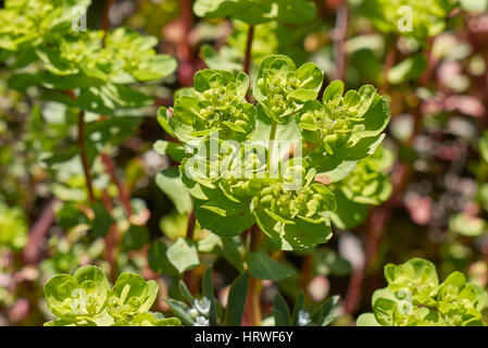 Euphorbia helioscopia Stock Photo