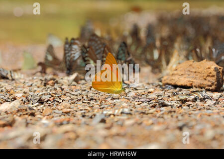 Selective focus of yellow batterflys on blurred abstract nature background. Stock Photo