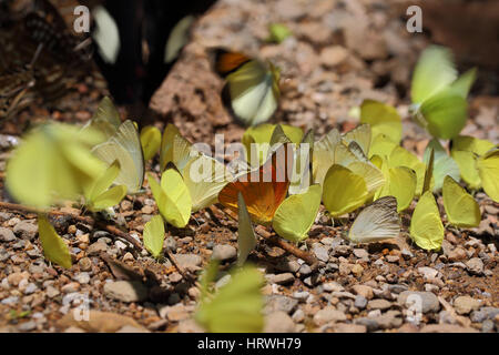 Selective focus of yellow batterflys on abstract nature background. Stock Photo