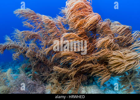 Coral reef in Carbiiean Sea Stock Photo