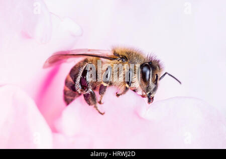 Honey Bee Pollinating Pink Rose Stock Photo