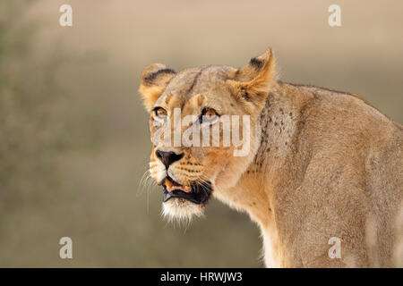 Portrait of an African lioness (Panthera leo), Kalahari desert, South Africa Stock Photo