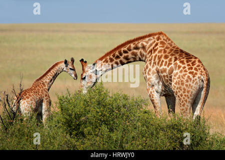 A giraffe cow (Giraffa camelopardalis) and young calf, South Africa Stock Photo