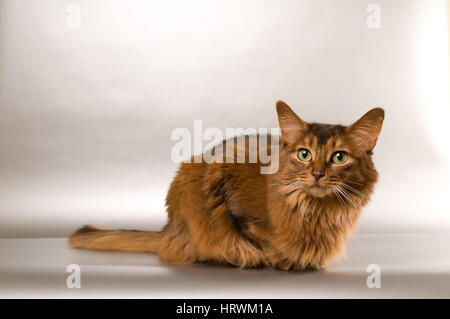 Cute somali cat studio thinking portrait on silver background Stock Photo