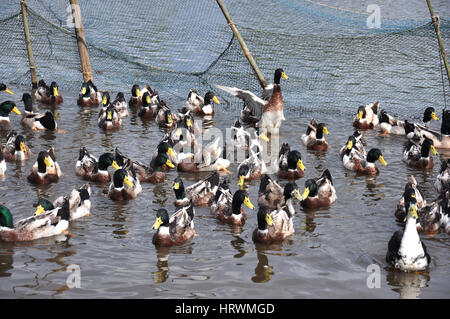 mandarin duck for sale in kerala