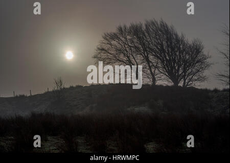 Trees siluetted against a foggy and misty sun in the hills between KIlmacolm and Lochwinoch. Stock Photo