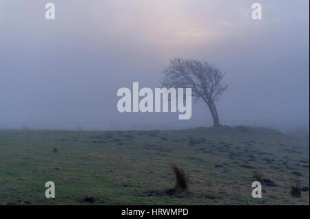 Trees siluetted against a foggy and misty sun in the hills between KIlmacolm and Lochwinoch. Stock Photo
