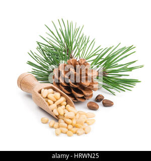 Pine nuts with branches and cones isolated on white Stock Photo
