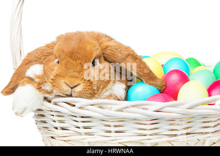 Adorable red domestic lop-eared rabbit sitting in basket with easter colored eggs. Easter bunny. Isolated over white background. Copy space. Stock Photo