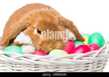 Adorable red domestic lop-eared rabbit sitting in basket with easter colored eggs. Easter bunny. Isolated over white background. Copy space. Stock Photo
