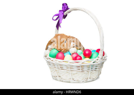 Adorable red domestic lop-eared rabbit sitting in basket with easter colored eggs. Easter bunny. Isolated over white background. Copy space. Stock Photo