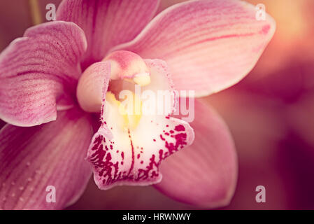 Cymbidium Pink Gaddon Loch Vieux orchid at Kew Gardens in London Stock Photo