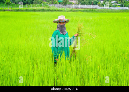 Thai farmer working in the paddy field Stock Photo - Alamy