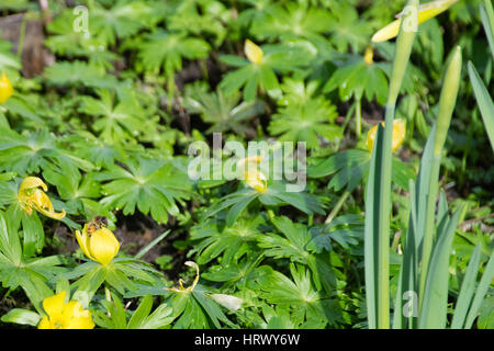 Hertford, UK. 4th March, 2017. Honey bee collecting nectar pollen and emerging from yellow flowers in early spring, Hertford UK Credit: Andi Edwards/Alamy Live News Stock Photo