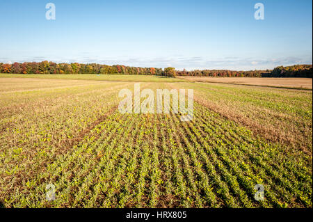 Rows of crops on Pennsylvania farm Stock Photo