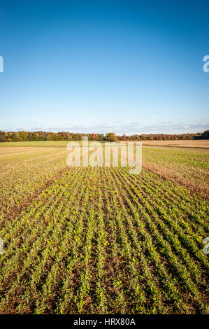 Rows of crops on Pennsylvania farm Stock Photo