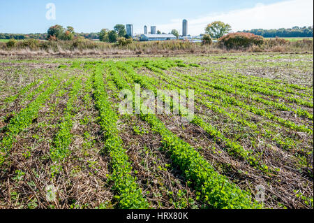 Clover growing on Pennsylvania farm Stock Photo